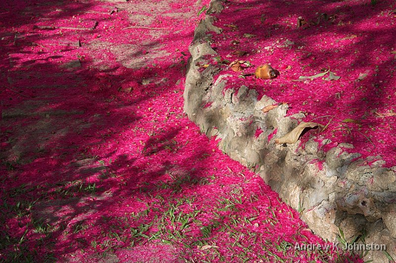 0410_40D_0555.jpg - Malay Apple blossom, Andromeda Gardens, Bathsheba